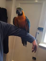 Image result for baby macaw parrot for sale