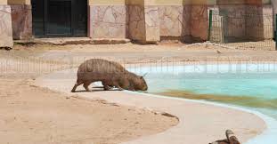 Refuerzan proteccion de fauna en Zoologico de Nuevo Laredo ante ola de calor