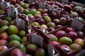 Mangoes sold in NY and NJ recalled for Salmonella risks