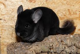 Las Chinchillas Images?q=tbn:ANd9GcSy3F4DNt6Y44emAeYqq0r9CWqCa8lWLKIsG1dh6VlVW4VyHlLaFw