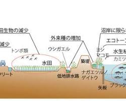 生態系の変化の画像