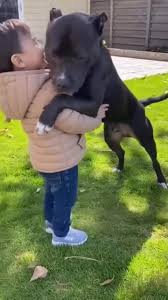 Trend Google: cane