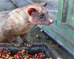 Gambar luwak