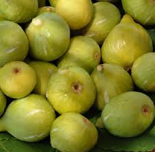 Risultati immagini per fico brogiotto