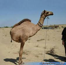Image result for ‫شتر نماز‬&lrm;