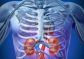 Image result for kidney