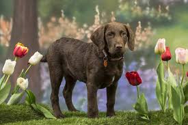 Image result for "Chesapeake bay retriever"