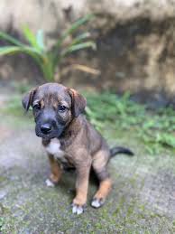 Someone left this adorable male pup at my friend's place. I ...