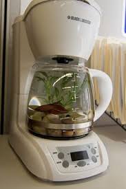 Image result for betta fish tank