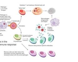 Immunological Memory Graph