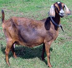Image result for GOAT