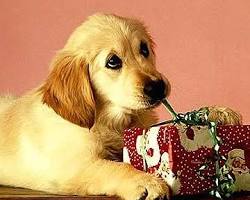 dog opening a presentの画像