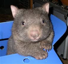Image result for wombat