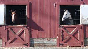 Image result for horses in a barn