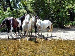 Image result for "Current River"