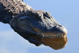 Alligator