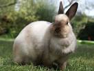 Photo de lapin