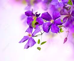 Image result for clematis
