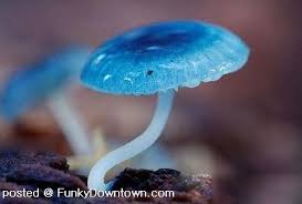 Image result for poisonous mushrooms