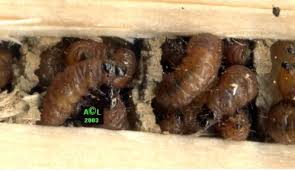 Résultats de recherche d'images pour « abeille charpentière nid »