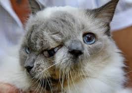 Bildergebnis für janus cat