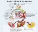 Auf körpereigenes Insulin setzen: Diabetes besiegen ohne