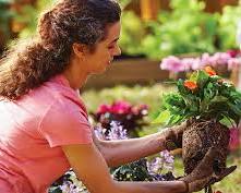 Image of person gardening, planting flowers in a pot