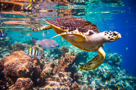 Image result for Sea Life vibrant