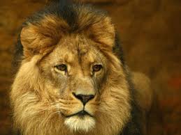 Image result for cecil lion