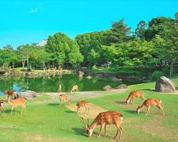 奈良公園の画像