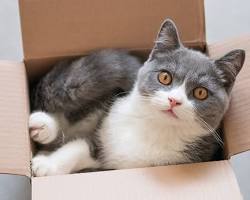 Bildmotiv: Katze in einer Kiste