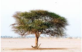 نعمة الباري عن الأشجار الأزهار