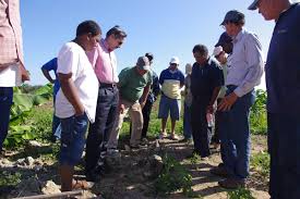 ... 'Larry' Cartwright observes as Director of Agriculture Simeon Pinder and ...