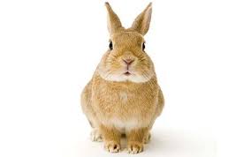 Image result for RABBIT