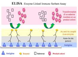 英和画像辞典：(elisa)の関連画像一覧！ – おもしろい英文法
