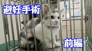 Image result for ねこ吉