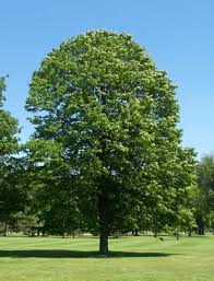 Image result for linden tree