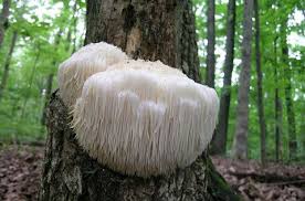 images?q=tbn:ANd9GcSzU5FrqZGTp6sSfkqzGnb