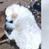 This video of a dog saving a drowning baby deer is the sweetest ...