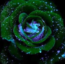 Képtalálat a következőre: „green rose”