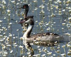 Kızılırmak Delta Bird Paradise in Samsun resmi