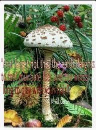 Mushroom Quotes. QuotesGram via Relatably.com