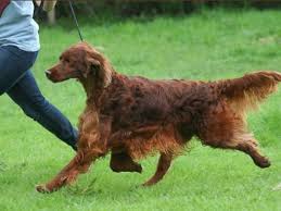 Résultat de recherche d'images pour "dog show"