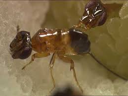 Resultado de imagem para fig wasps in florida