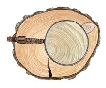 Resultado de imagen de circulos de crecimiento en los arboles