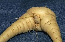 Résultat de recherche d'images pour "pareidolia"