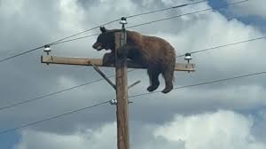 Bear stranded atop power pole in distress electrocuted