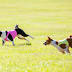 Lure coursing