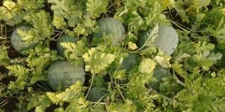 Image result for शेती व्यवसाय अडचणी