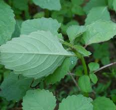 Image result for jewelweed